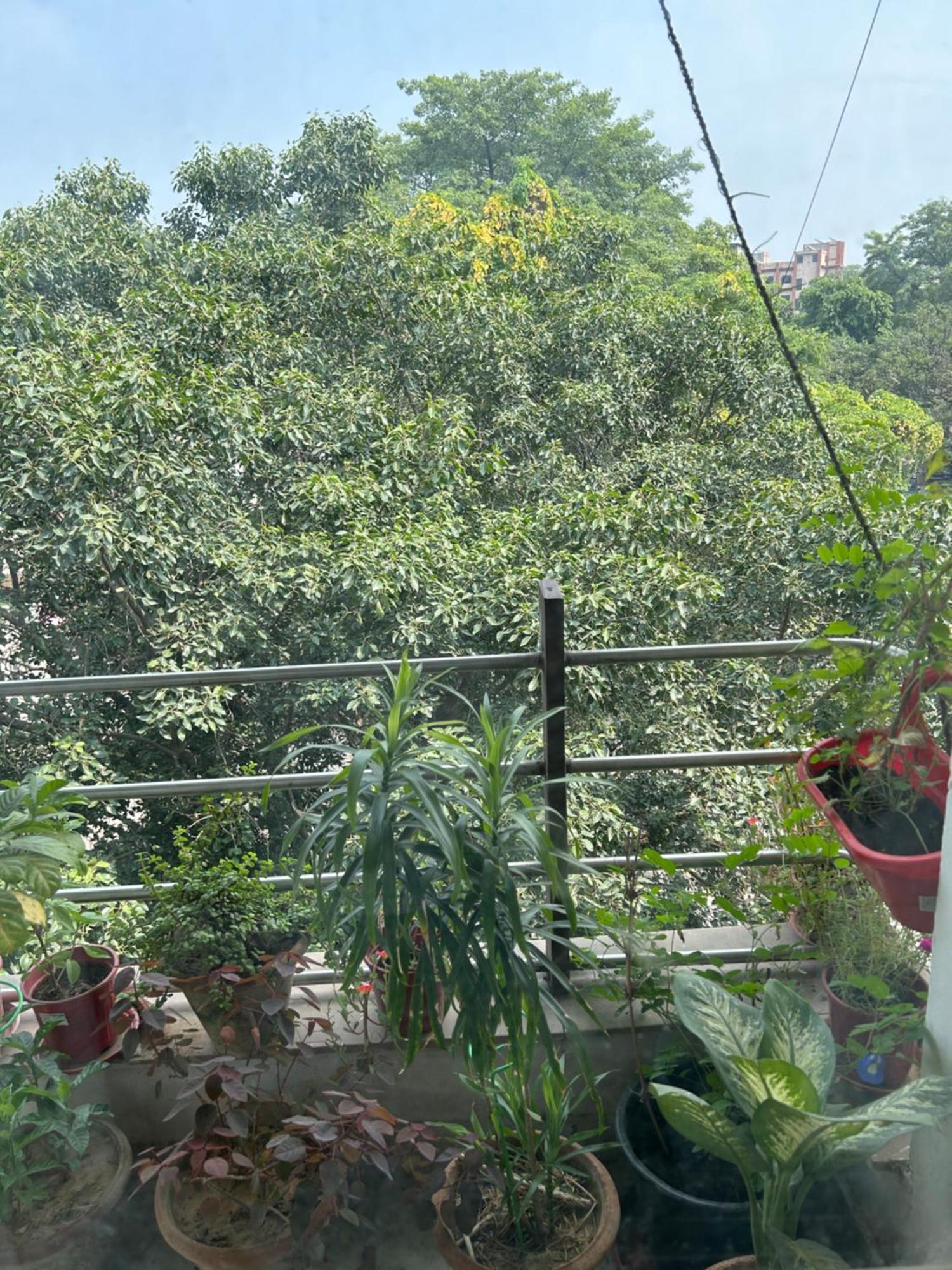 Homestay Bellas